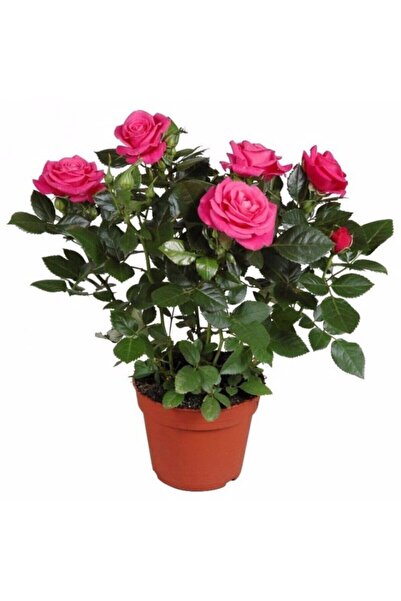 serada decor & plant - Canlı Yediveren Pembe Bodur Gül Fidanı (salon Gülü)