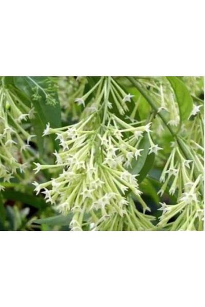 Gardenbox En Uygun Melisa Çiçeği, Akşam Sefası, Parfüm Çiçeği Dolgun Form Sak...