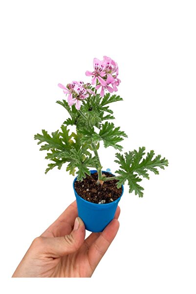 Bitkim Sende Itır Sardunya Çiçeği Fidesi Gül / Limon Kokulu Sineksavar