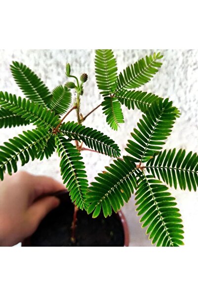 Bitkim Sende Küstüm Çiçeği Fidesi (15-25 Cm ) Saksida