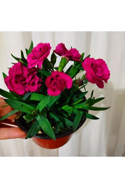 Nura Botanik Karanfil -mis kokulu cicek (15-30cm) fotograflar saksili gönderi...