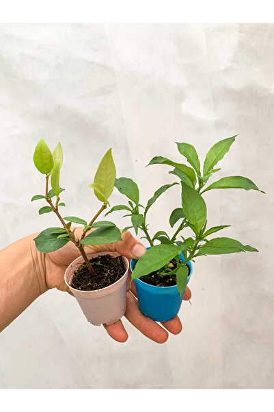 Gardenbox Melisa Çiçeği ve Arap Yasemin Sarmaşığı Dış Mekan Kokulu Bitkiler