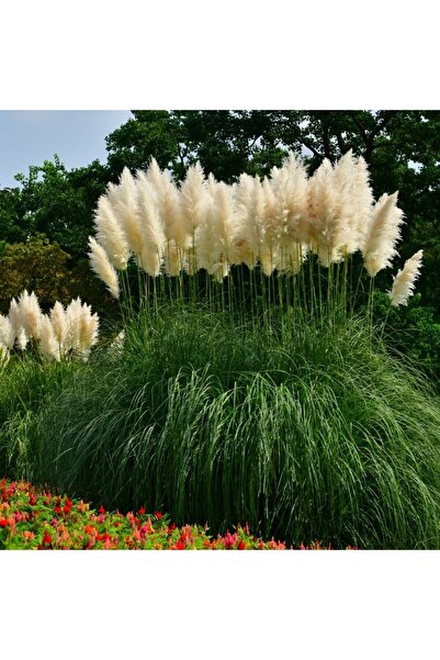 Gardenbox Saz Püskülü Pampas Otu (CORTADERİA SELLOANA PUMİLA)
