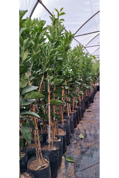 serada decor & plant Portakal Washington 3 Yaş Portakal Fidanı Aşılı Portakal Meyvesi