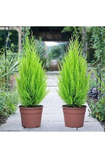 Gardenbox Yıldızlı Ürün 2 Adet Limon Çam Limoni Servi-35-40 Cm Extra Dolgun E...