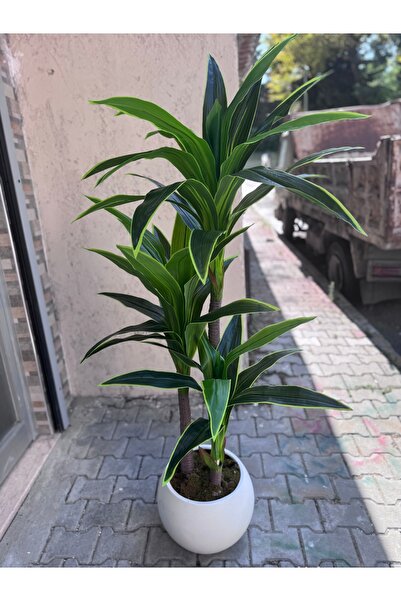 Cihan Çiçekçilik Yuka 170 cm küre Saksıda