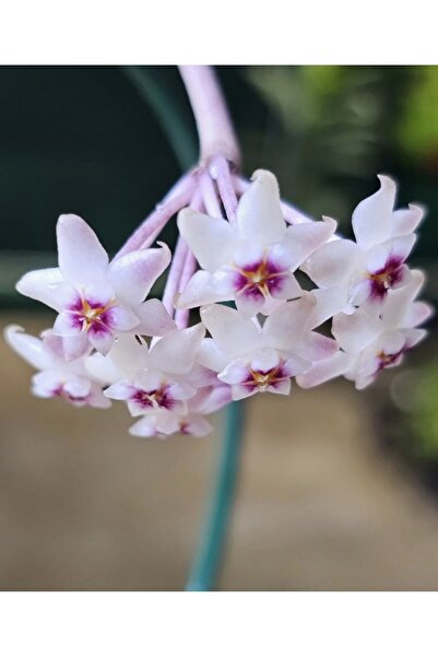 PLANT Hoya Snow Cui Silver Mum Çiçeği