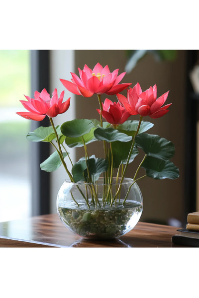 prestijiseed 3 Adet Kırmızı Kase Lotus Tohumu Kutsal Kase Lotus Çiçeği Tohumu