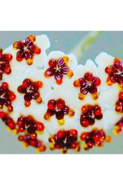 Nura Botanik Hoya Kerri 50-70 Cm Büyüyen Kalp Yapraklı Kokulu Mum Çiçeği Bitk...