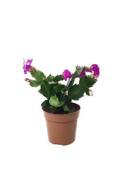 Nura Botanik Schlumbergera 'purple' - Kaktüs - Yılbaşı Çiçeği