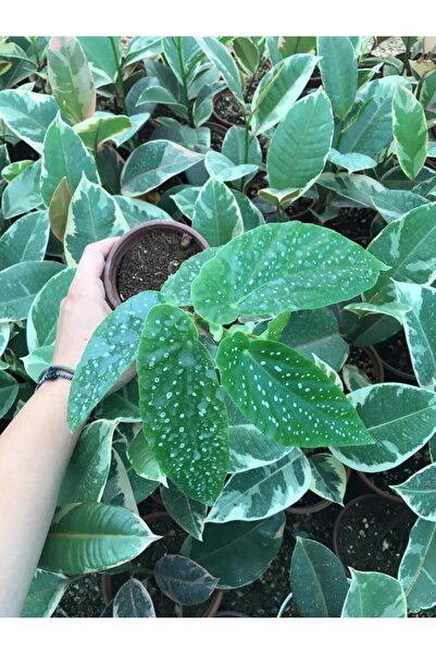 Nura Botanik Söğüt Begonya (PEMBE)