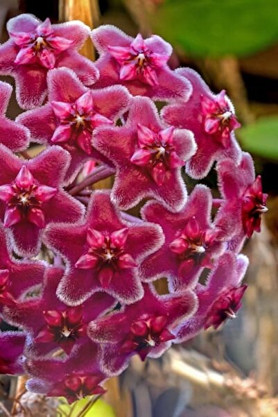 Nura Botanik Mum Çiçeği Egzotik Kırmızı 10-15cm Ev Salon Balkon Bitkisi