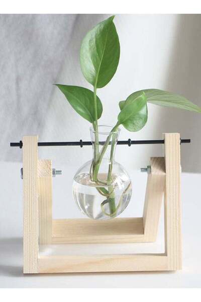 Generic Hydroponic plant Tabletop tall Glass Vase Beige/Clear