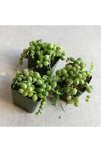 Gardenbox 3 Adet İnci Tanesi Senecio Rowleyanus Tespih Çiçeği 5,5 cm Sukulent...