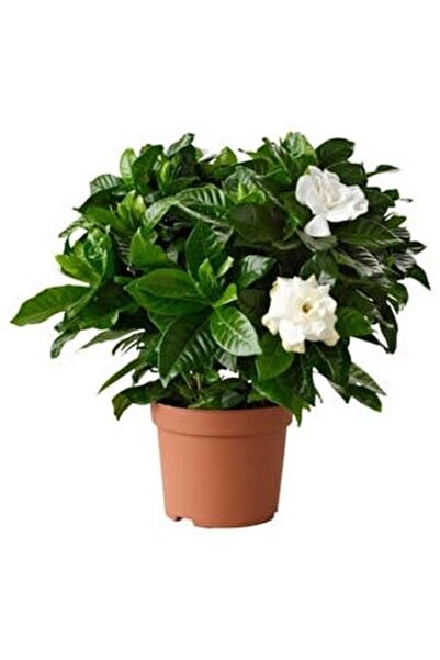 Gardenbox Vip Gardenya Bitkisi Mukemmel form 25-40 cm
