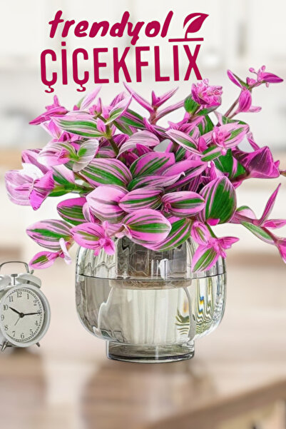 Gardenbox Pembe Nanouk Telgraf Çiçeği Minik