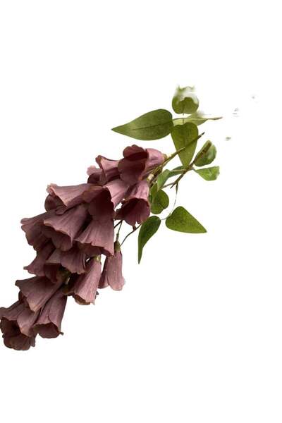 Generic Wall Hanging Artificial Flower Decor for Weddings Cameo Brown