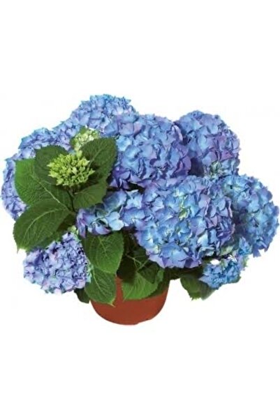 Nura Botanik Mavi Ortanca Saksılı 35 cm
