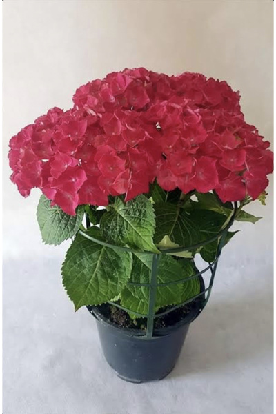 Nura Botanik Kırmızı Ortanca Çiçeği Saksılı 30-40 cm Boy Bol Dallı