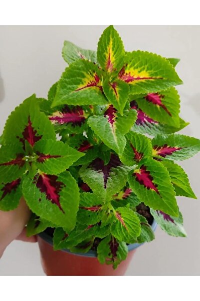 serada decor & plant Yaprak Güzeli (25-40cm ) Özel Renk -ev Cicegi -