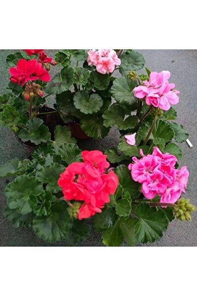 Gardenbox Sardunya ( 25 -40 Cm ) Fıdesı Kokulu Çiçek