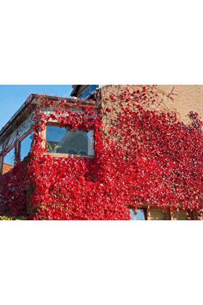 serada decor & plant Amerikan Sarmaşığı Fidanı (parthenocissus Quinquefolia) ...
