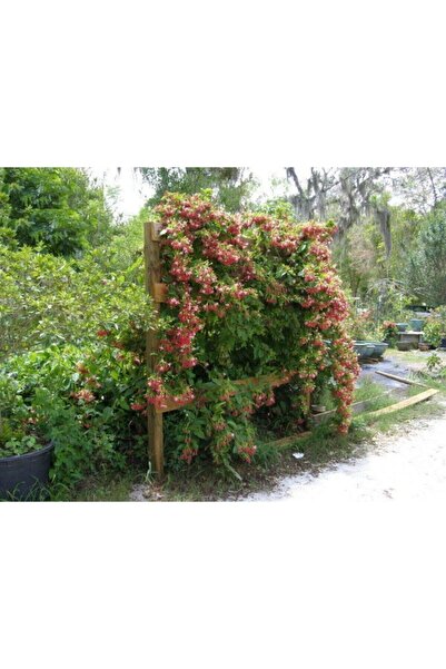 Honeysuckle, Lonicera Sempervivens