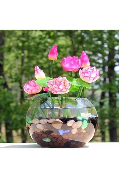 prestijiseed 5 Adet Tohum Nadir Pembe Uzak Doğu Kutsal Kase Lotus Çiçeği Tohu...