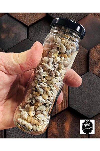 Aslan Online 250 bucăți scoici mici naturale - coajă epoxidică Nassa - fără găuri - (dimensiune; 0,40 - 1,6 cm)