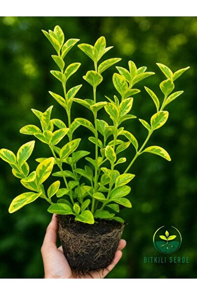 Gardenbox Altuni Gold Taflan Çit Bitkisi Sarı Taflan Fidanı 30-40 Cm 1 Saksıd...