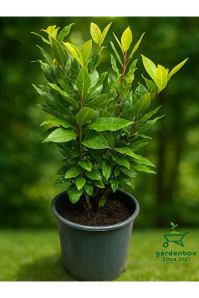 serada decor & plant Kokulu Defne Fidanı Aromatik Defne Ağacı Bitkisi Laurus ...
