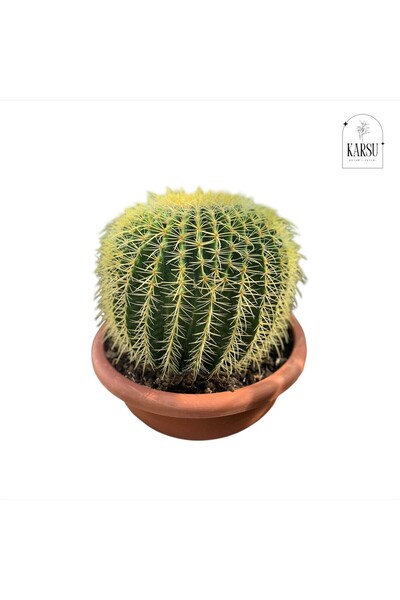 KARSU botanik Altınfıçı Kaktüsü