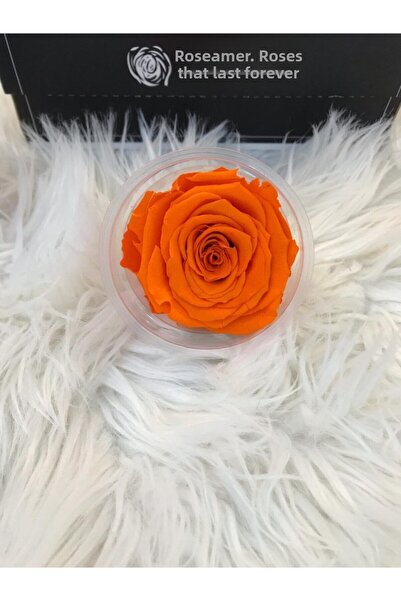 Rose Amor وردة برتقالية نابضة بالحياة مقاس Xl غير باهتة