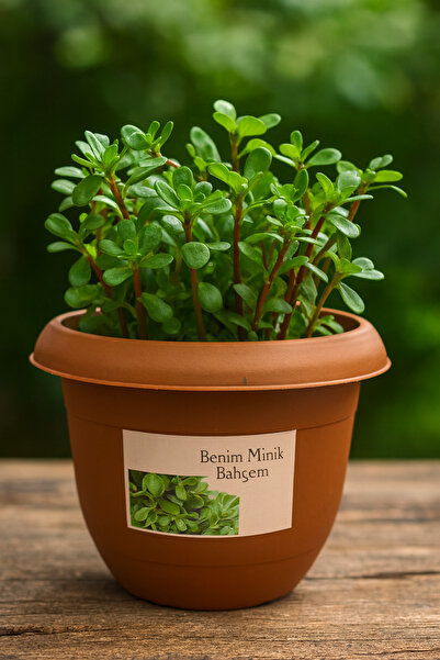 NIDAGE Semizotu Yetiştirme Seti | Balkon & Ev İçi Mini Bahçe