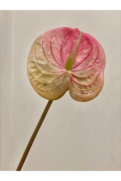 Dekordan House Artificial 1St Quality Red Branch (65cm)