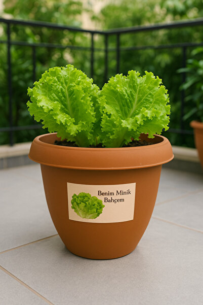 NIDAGE Benim Minik Bahçem – Kıvırcık Marul Yetiştirme Seti | Balkon & Ev İçi ...