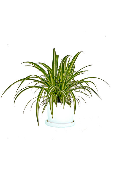 Fidanburada Kurdele Çiçeği (Chlorophytum Comosum) Ruby Beyaz Saksılı