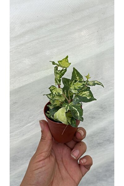 nazlı çiçekçilik Hedera Helix Fide Boy 5,5lik Saksıda