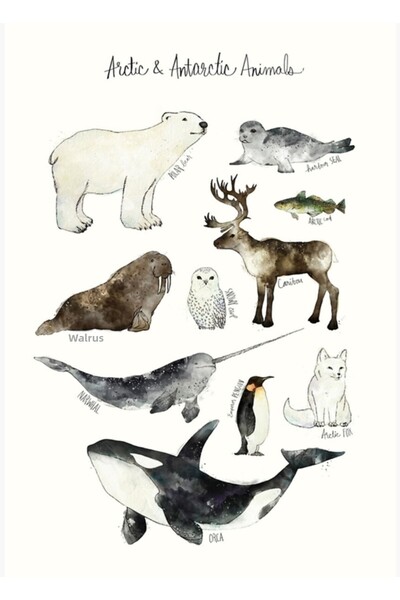 Universal Pictură cu animale din Polul Nord și Antarctica, poster decorativ d...