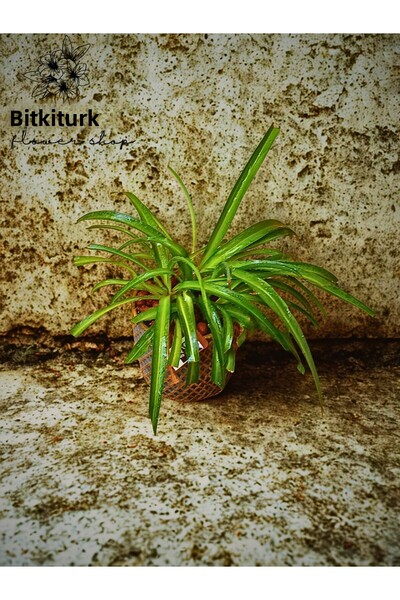 BitkiTÜRK Ribbon Plant Flower in Custom Design Concrete Flower Pot
