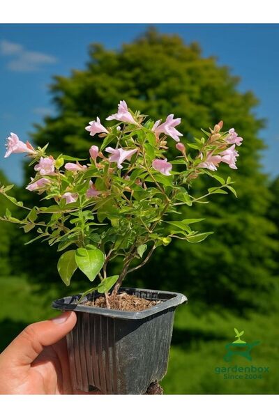 serada decor & plant Beyaz & Lila Renk Çiçekli Güzellik Çalısı Abelia Grandfl...