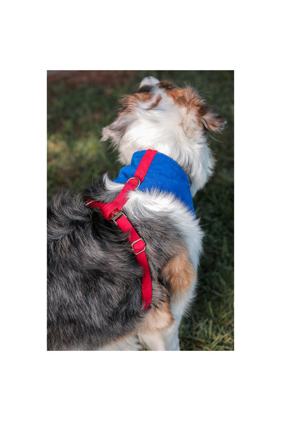 GoPawGo Sirius Soft Köpek Göğüs Tasma Seti