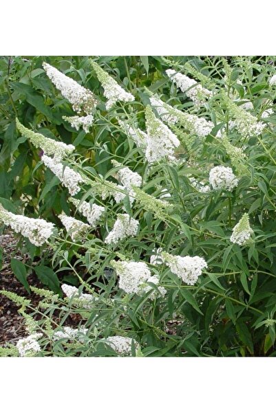 bahçevilya Beyaz renkli Kelebek Çalısı fidanı 1-2 yaş arası saksılı