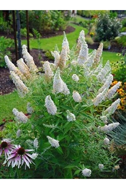 doğaşık Beyaz Çiçekli Kelebek Çalısı fidanı 1-2 yaş arası saksılı