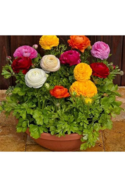 Genel Markalar Şakayık Çiçeği Tohumu (Katmerli Büyük Çiçekli) Karışık Renkli ...