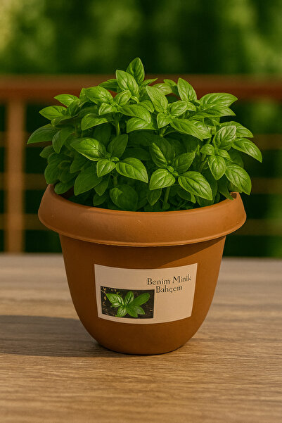 NIDAGE Benim Minik Bahçem – Fesleğen Yetiştirme Seti | Balkon & Ev İçi Mini B...