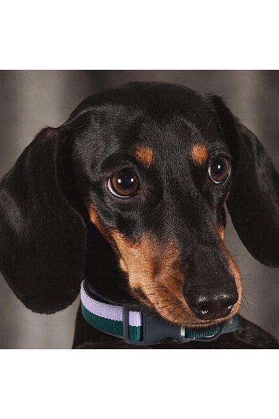 HAY S/M pet collar green - lavender,