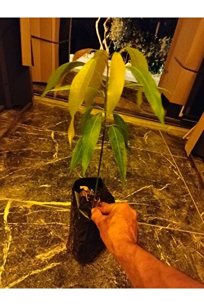 Genel Markalar Mango Fidanı ( Aşı Gerektirmez) 2 Yaş Yerli
