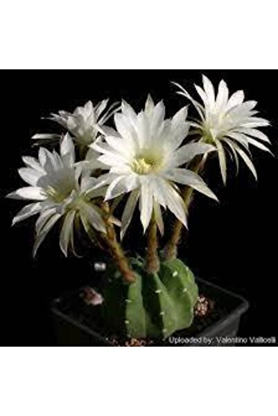 cantropikal Echinopsis Subdenudata Pamuk Benekli Kokulu Çiçek Açan Kaktüs