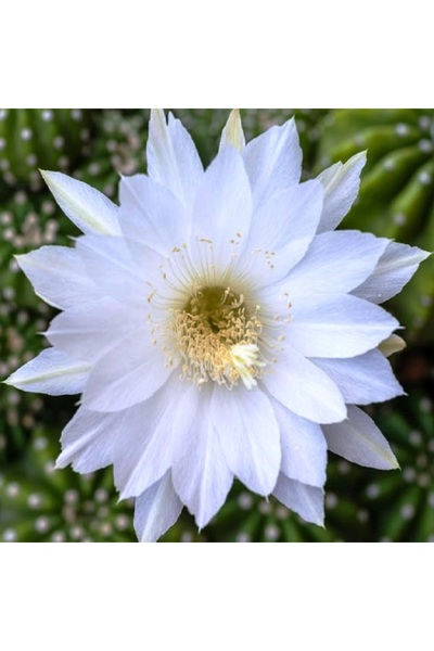 cantropikal Echinopsis Subdenudata, Orta Boy Beyaz Çiçek Açan Kaktüs Sukulent